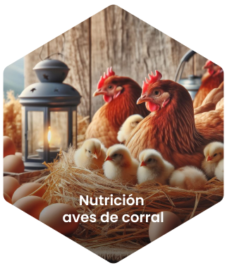 nutrición aves de corral