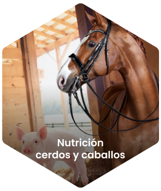 nutrición cerdos y caballos