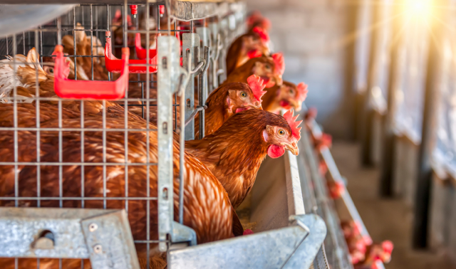 products_page.products.titles.6