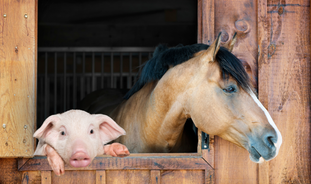 products_page.products.titles.7